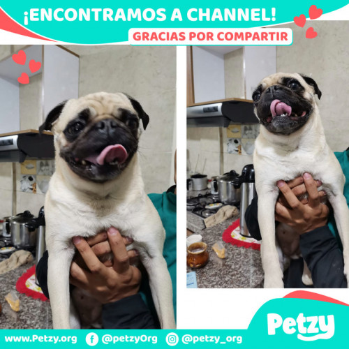 Foto de mascota Channel Ayazo