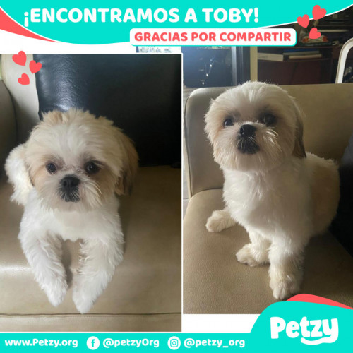 Foto de mascota Toby