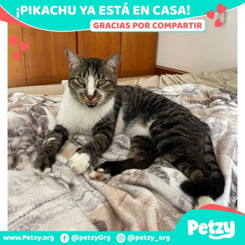 Foto de mascota Pikachu