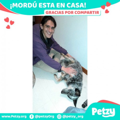 Foto de mascota Mordú