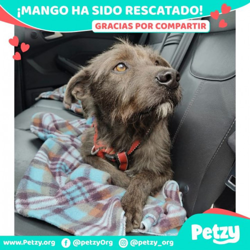 Foto de mascota Mango
