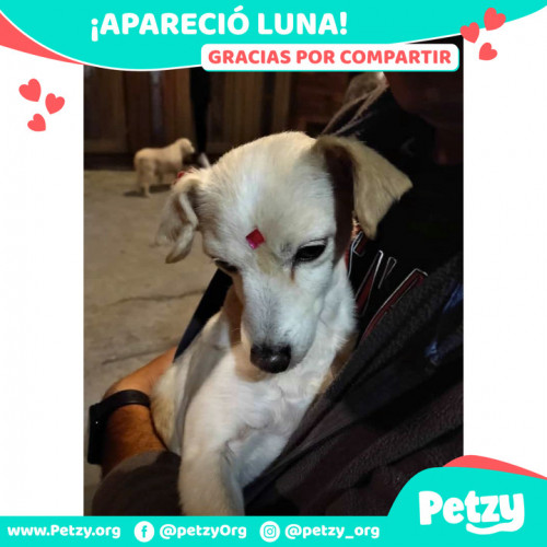 Foto de mascota Luna