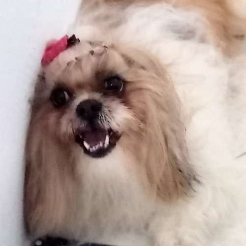Princesa