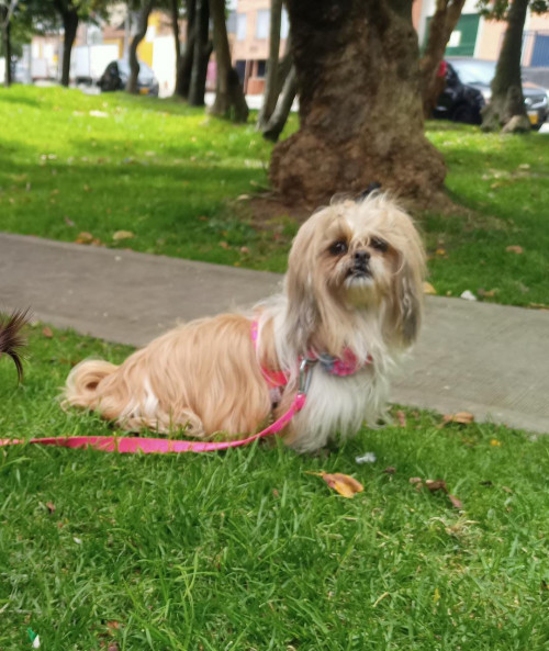 Princesa
