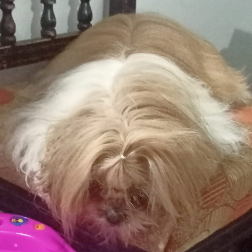 Princesa
