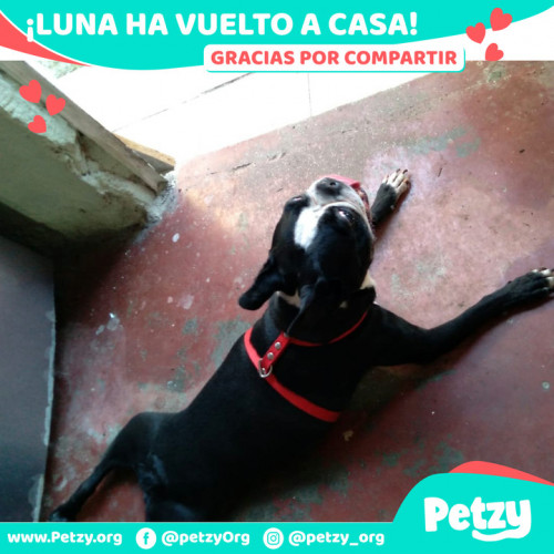 Foto de mascota Luna