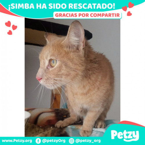 Foto de mascota Simba