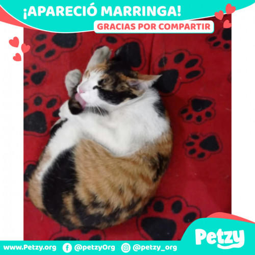 Foto de mascota Marringa