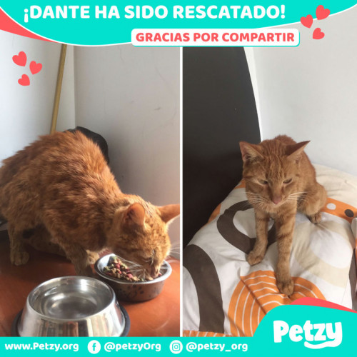 Foto de mascota Dante