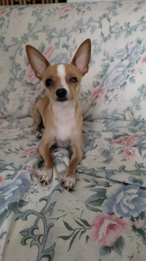 Copito