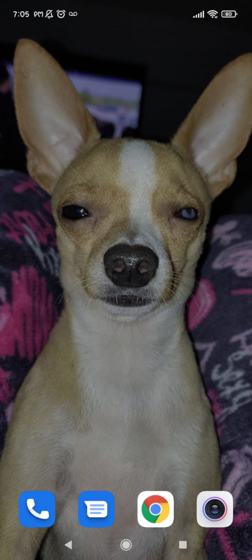 Copito