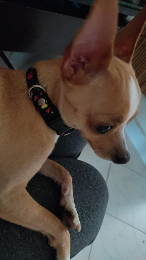 Copito