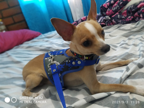 Copito