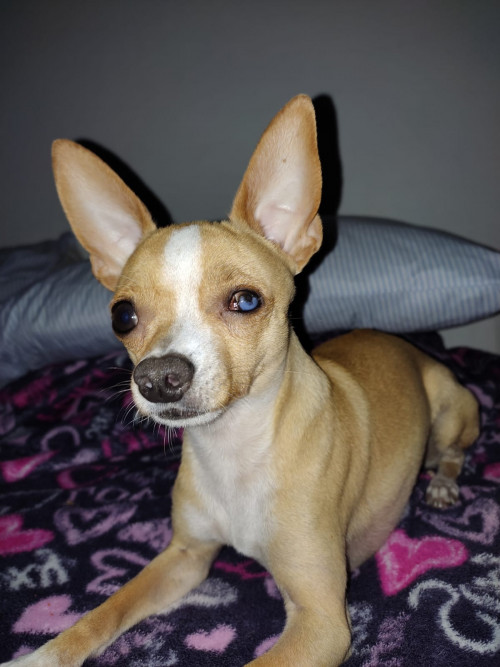 Copito