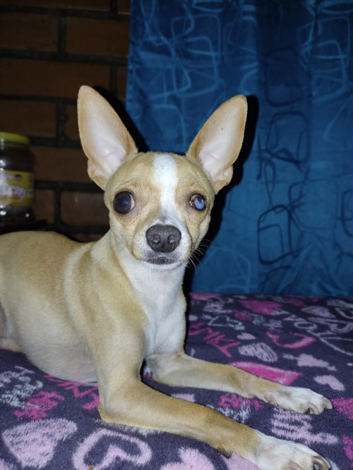 Copito