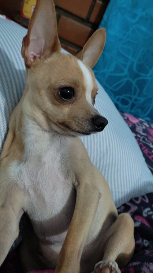 Copito