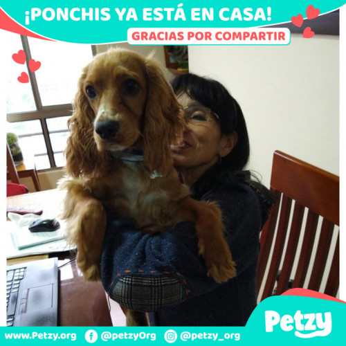 Foto de mascota Ponchis