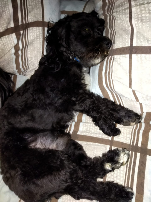 Max