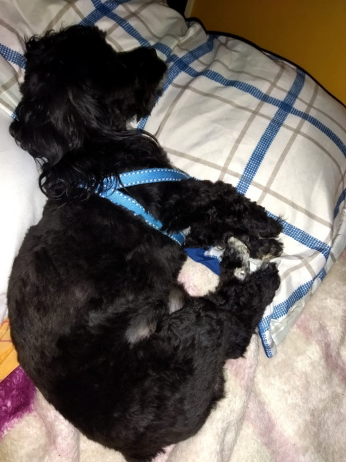 Max