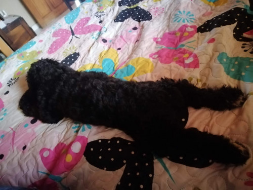Max