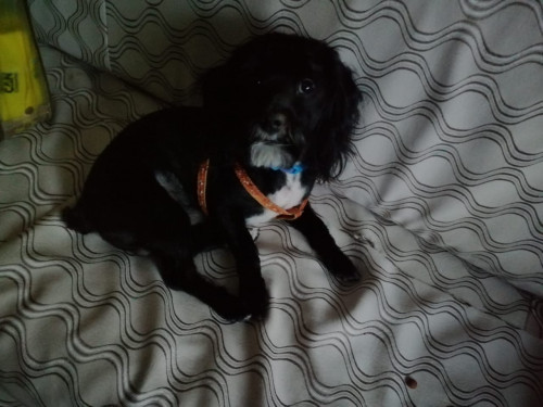Max