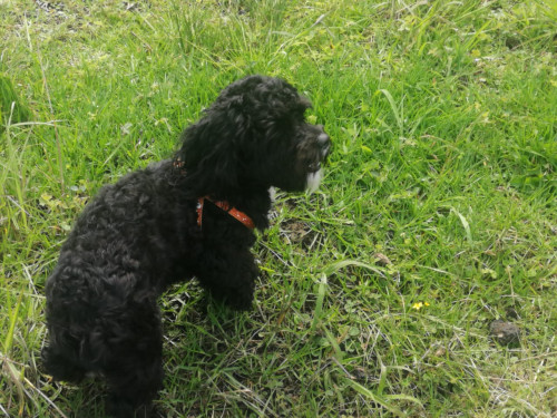 Max