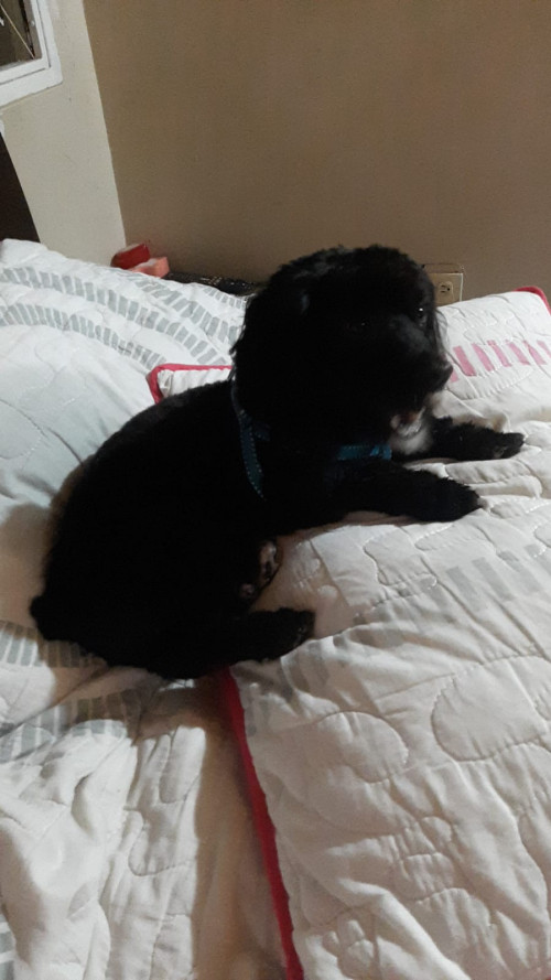 Max