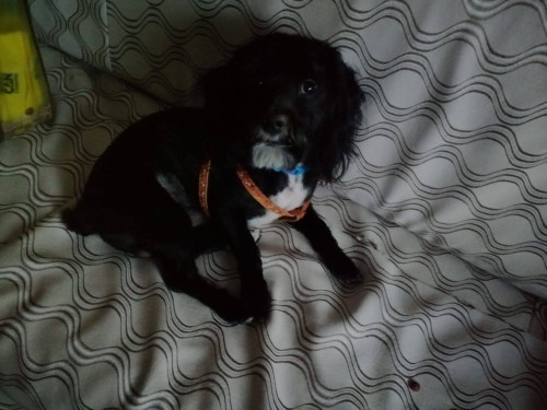 Max