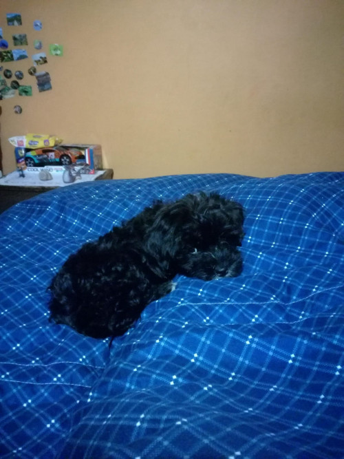 Max