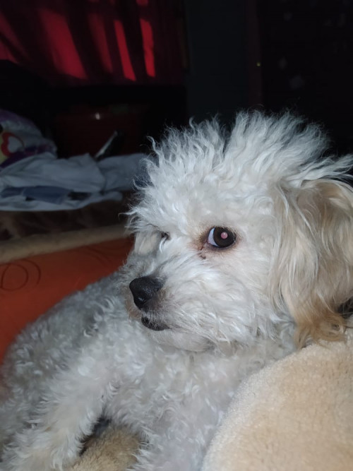 Princesa
