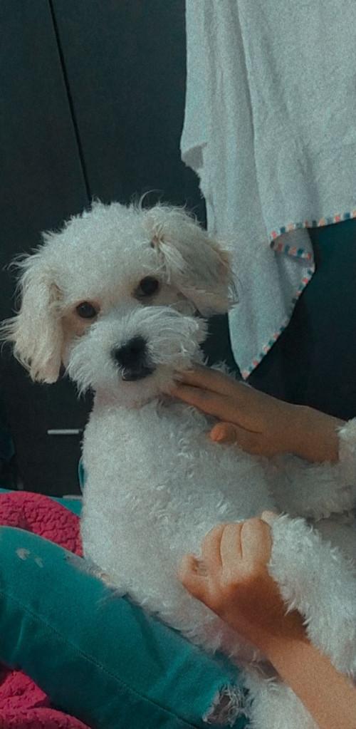 Princesa