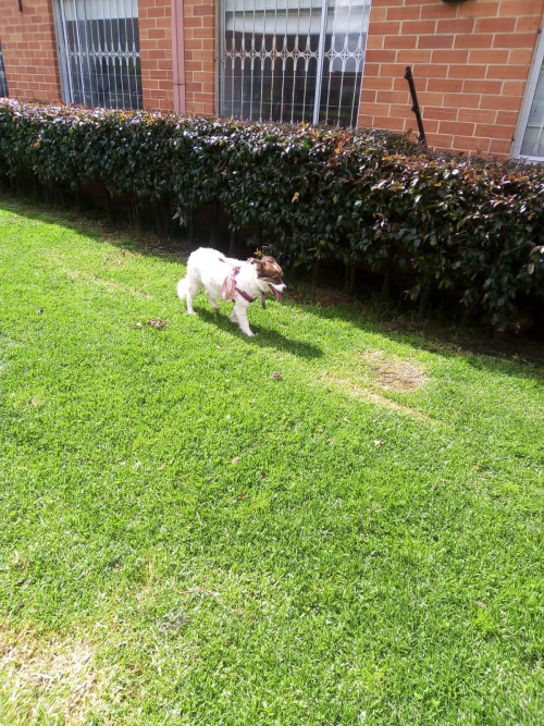 Milu