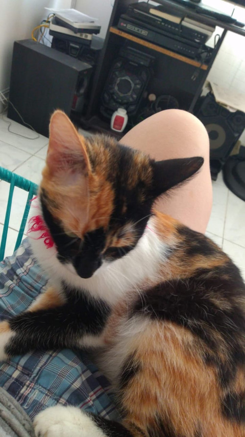 Mitzy