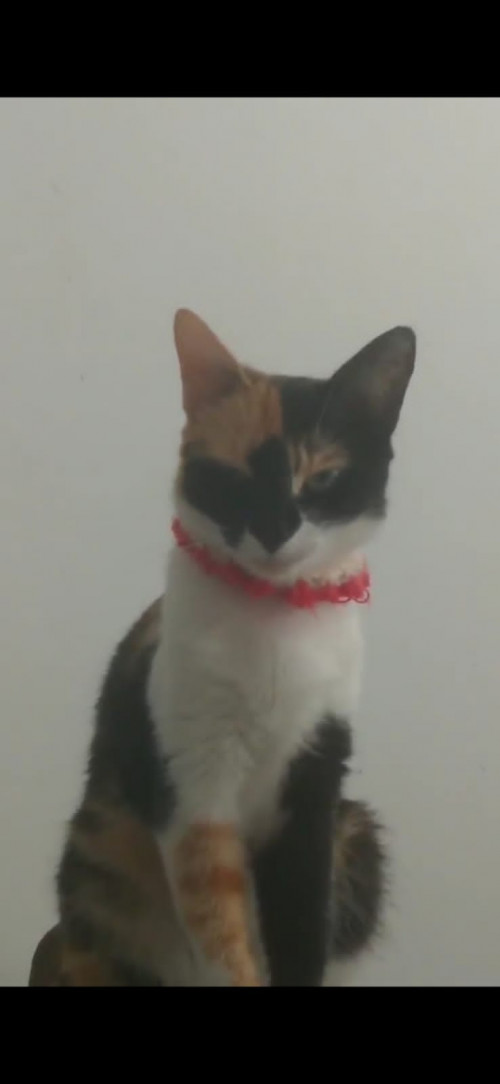 Mitzy