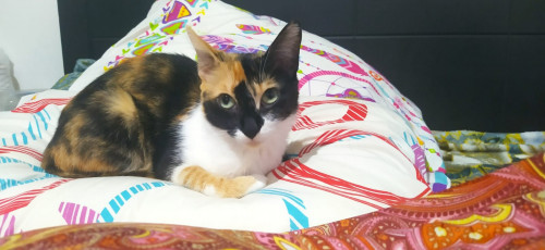 Mitzy