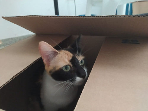 Mitzy