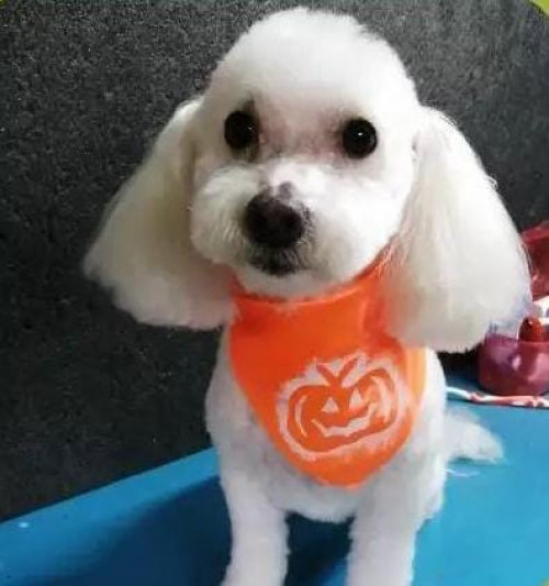 Coco