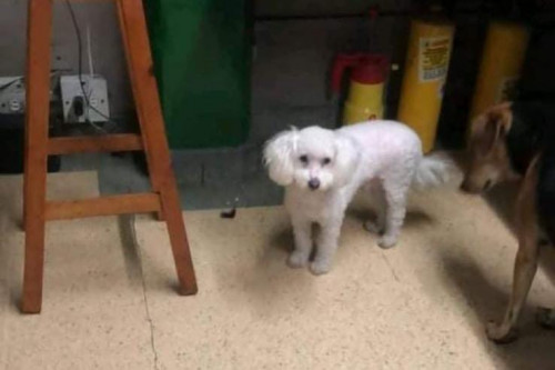 Coco