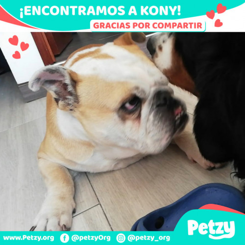 Foto de mascota Kony