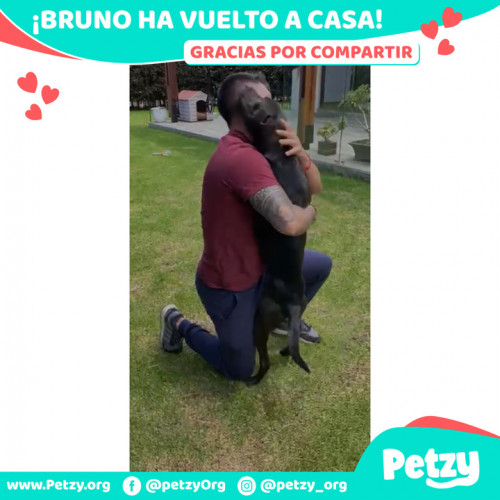 Foto de mascota Bruno