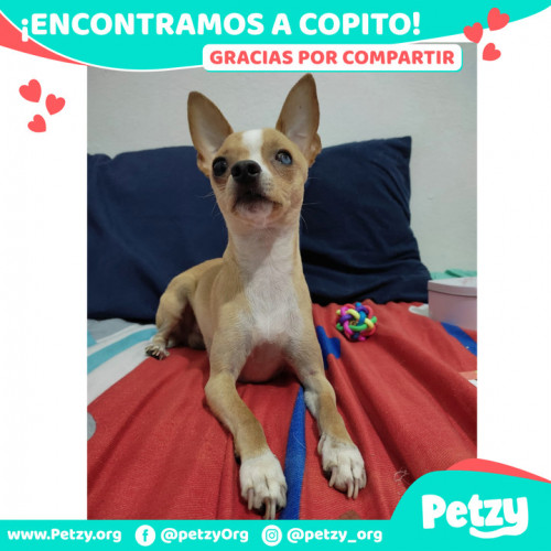 Foto de mascota Copito