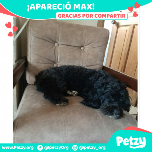 Foto de mascota Max