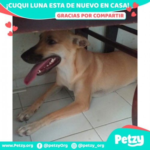 Foto de mascota Cuqui Luna