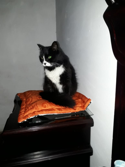 Niña