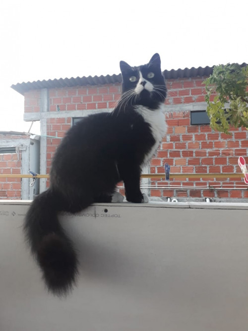 Niña
