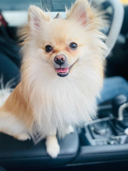 Koko