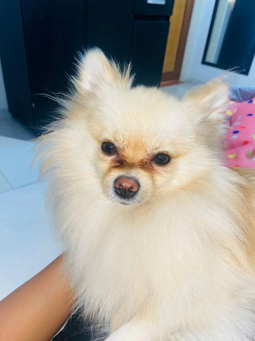 Koko