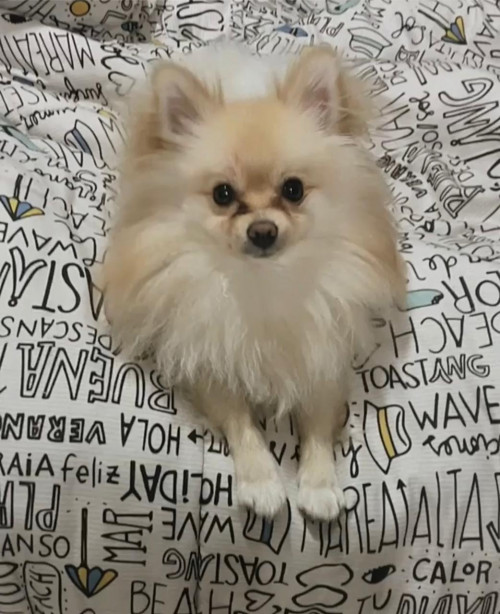 Koko