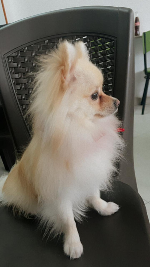 Koko