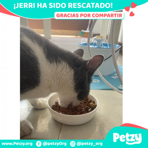 Foto de mascota Jerri